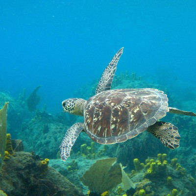 Saint Lucia diving sea turtle